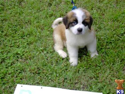 Saint Bernard Puppies for Sale